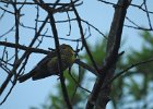 Pine Warbler (3)