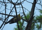 Pine Warbler (4)