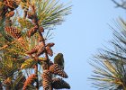 Pine Warbler (6)