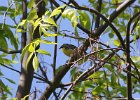 Kirtland's Warbler (1)