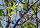 Kirtland's Warbler (11)