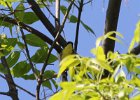 Kirtland's Warbler (12)