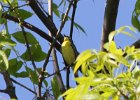 Kirtland's Warbler (13)