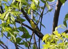 Kirtland's Warbler (14)
