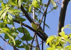 Kirtland's Warbler (16)