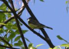 Kirtland's Warbler (17)