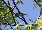 Kirtland's Warbler (19)
