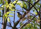 Kirtland's Warbler (2)