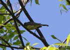 Kirtland's Warbler (20)