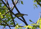 Kirtland's Warbler (21)