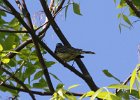 Kirtland's Warbler (22)