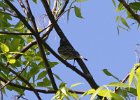 Kirtland's Warbler (23)