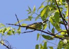 Kirtland's Warbler (24)