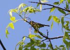 Kirtland's Warbler (25)