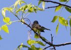 Kirtland's Warbler (26)