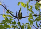 Kirtland's Warbler (27)