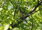 Kirtland's Warbler (4)