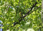 Kirtland's Warbler (5)