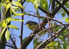 Kirtland's Warbler (6)