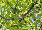 Kirtland's Warbler (68)