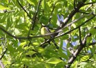 Kirtland's Warbler (69)