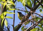 Kirtland's Warbler (7)