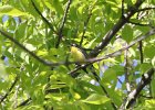 Kirtland's Warbler (70)