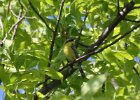Kirtland's Warbler (71)