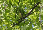 Kirtland's Warbler (73)