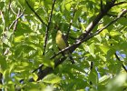 Kirtland's Warbler (74)