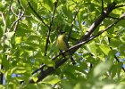 Kirtland's Warbler (75)
