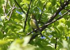 Kirtland's Warbler (77)