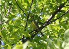 Kirtland's Warbler (78)
