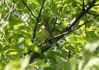 Kirtland's Warbler (79)