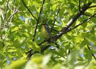 Kirtland's Warbler (80)