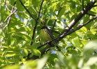 Kirtland's Warbler (81)