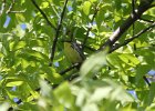 Kirtland's Warbler (82)