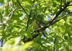 Kirtland's Warbler (84)