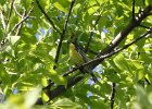 Kirtland's Warbler (85)