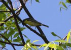 Kirtland's Warbler (9)