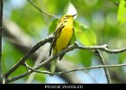 075 - 817 Prairie Warbler
