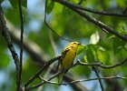 Prairie Warbler (1)