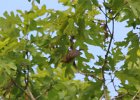 Prairie Warbler (10)