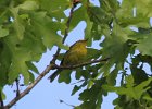 Prairie Warbler (11)