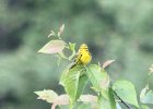 Prairie Warbler (12)