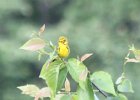 Prairie Warbler (13)