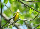 Prairie Warbler (2)