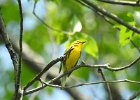Prairie Warbler (3)
