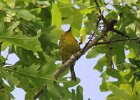 Prairie Warbler (32)