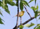 Prairie Warbler (33)
